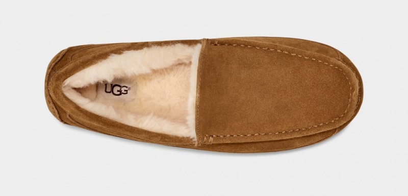 Ugg Ascot Mockasiner Herr Bruna | Sverige-67823